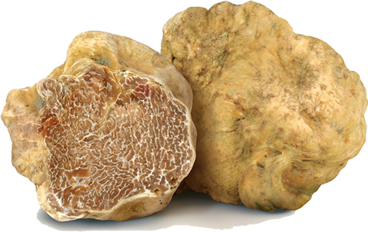 The White Truffle - Tuber Magnatum Pico Clipart (1022x825), Png Download