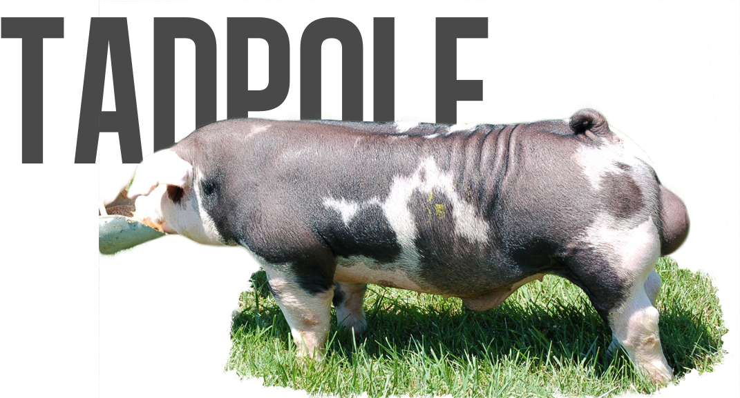 Frogger X S&l - Pig Tadpole Clipart (1131x576), Png Download