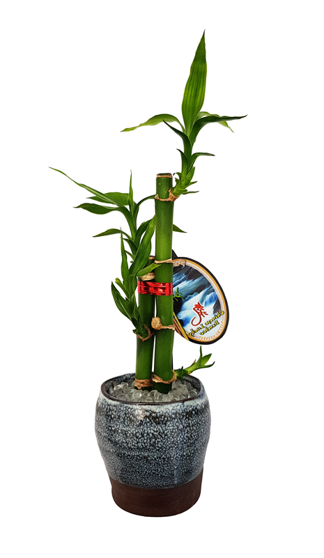 Lucky Bamboo Size C - Houseplant Clipart (800x800), Png Download