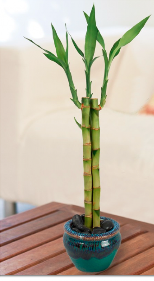 Bamboo Peace Plant Clipart (950x950), Png Download