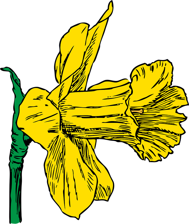 Daffodil Season Spring Nature Plant Flower Yellow - Daffodil Clip Art - Png Download (609x720), Png Download