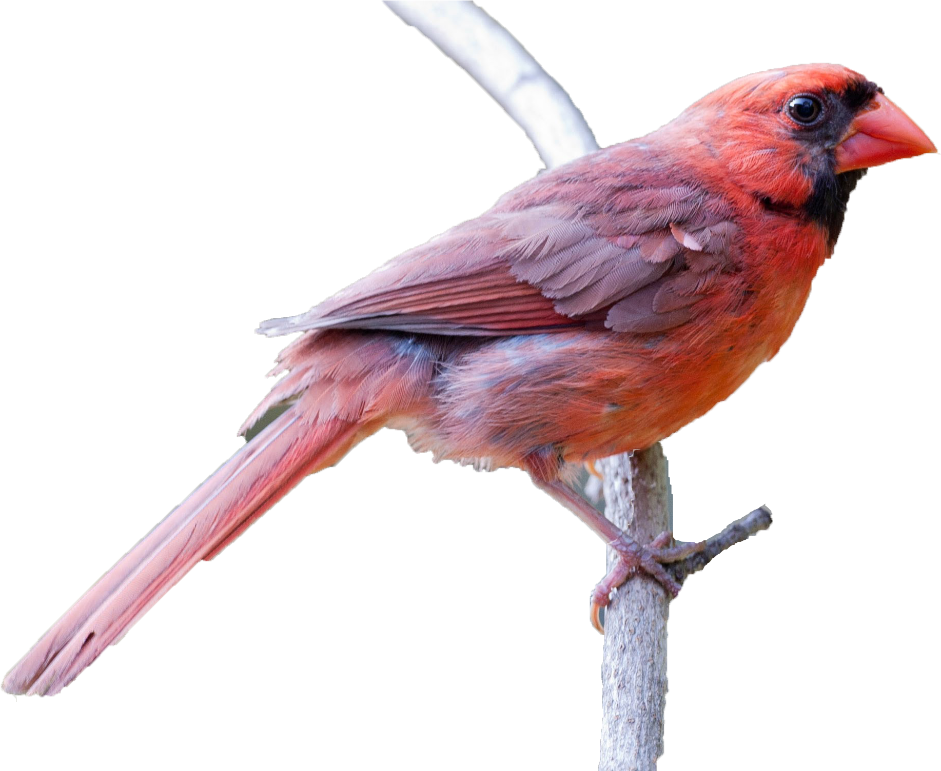 Northern Cardinal Clipart (2254x1503), Png Download