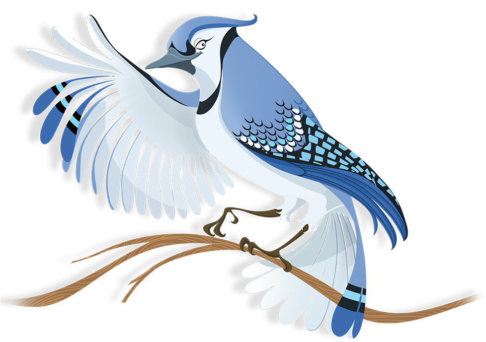Flock Blue Jay - Transparent Bluejay Clipart (978x689), Png Download