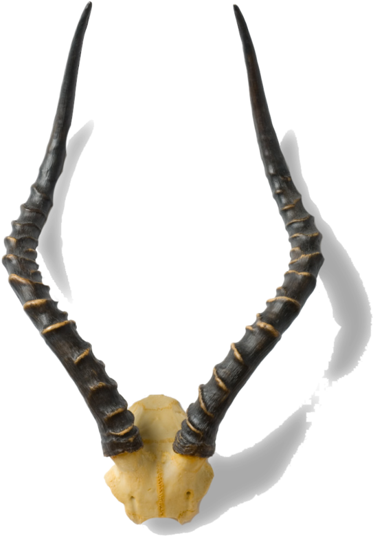 African Antelope Horns - Antelope Horn Png Clipart (627x1000), Png Download