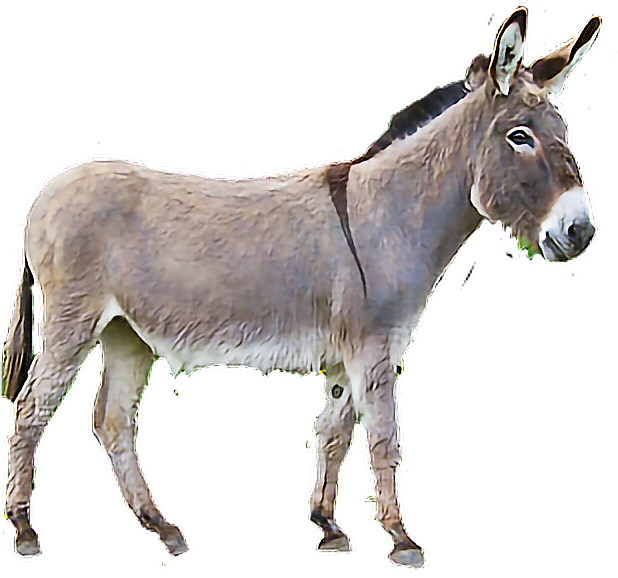 Burro Sticker Clipart (618x578), Png Download