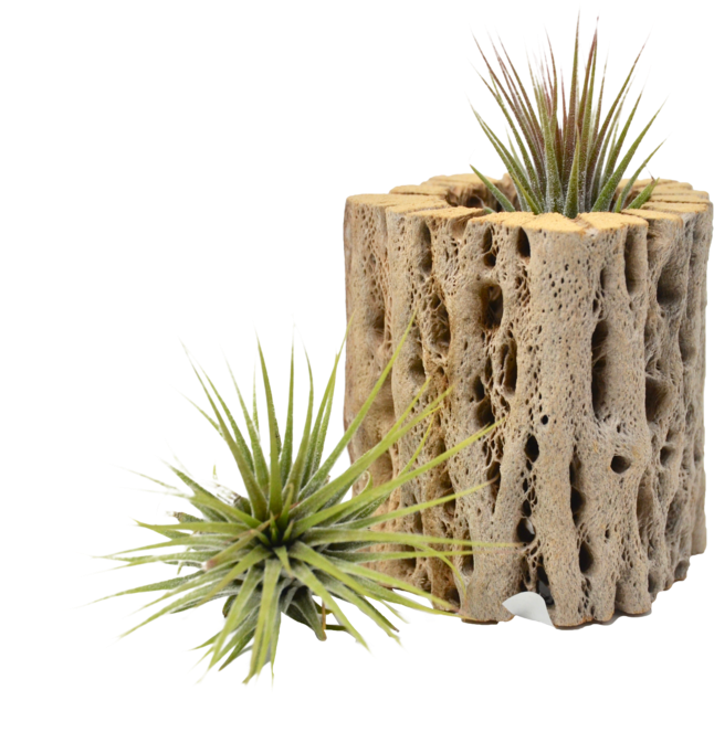 Small Cholla Wood Air Plant Holder - Grass Clipart (646x673), Png Download