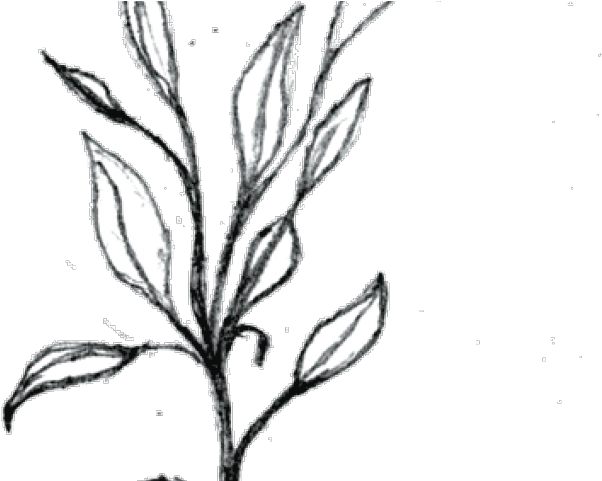 Plants Clipart Small Plant - Small Plant Black And White - Png Download (640x480), Png Download
