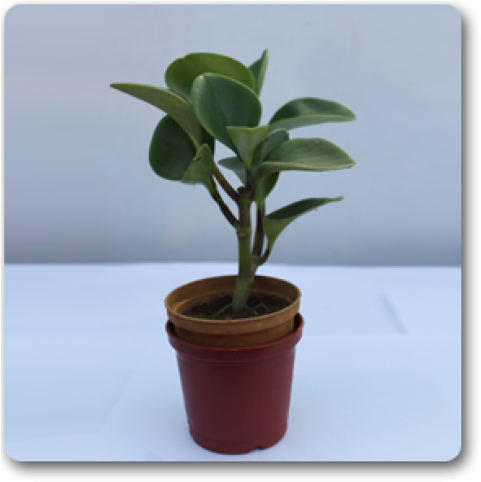 Flowerpot Clipart (650x489), Png Download