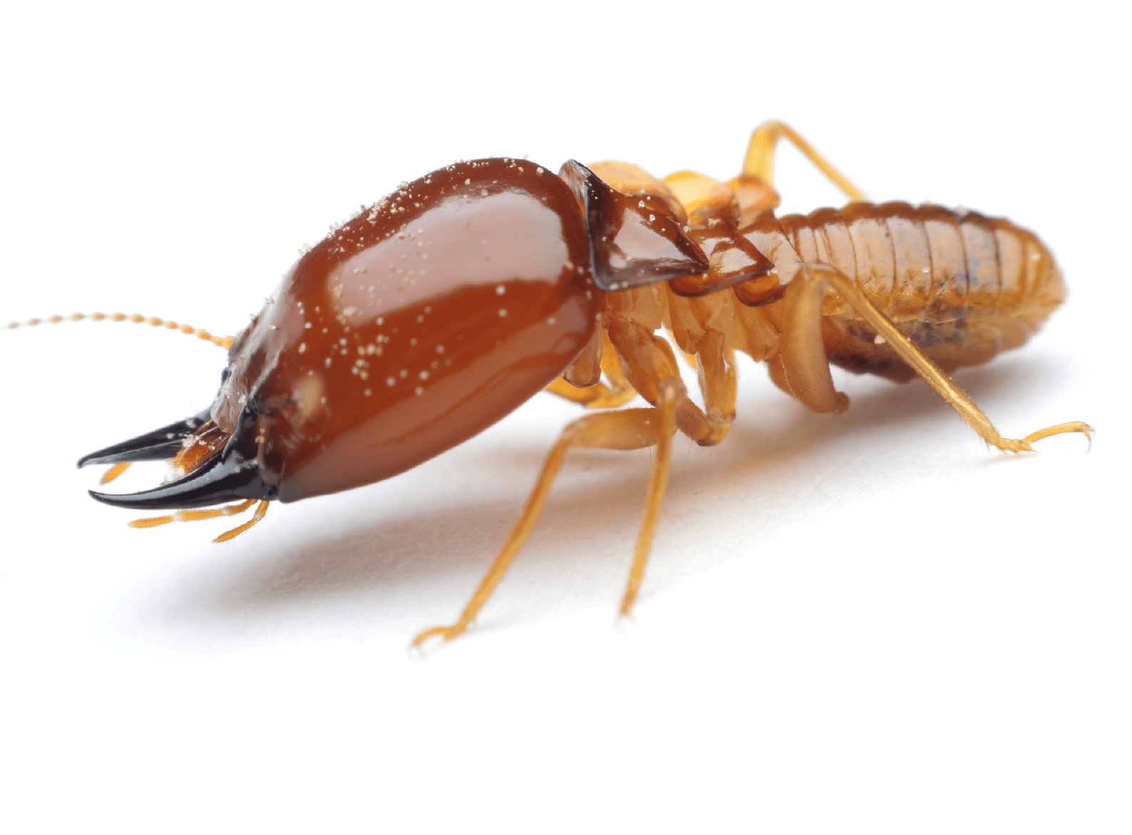 Are You Rolling Out The Welcome Mat For Termites - Termite Insect Clipart (2042x1674), Png Download