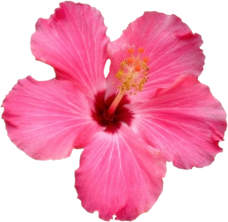#flower #hawaii - Pink Hawaiian Flower Transparent Clipart (500x500), Png Download