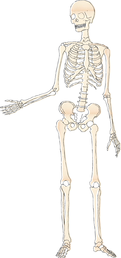 Skeletal System - Bone Clipart (423x900), Png Download