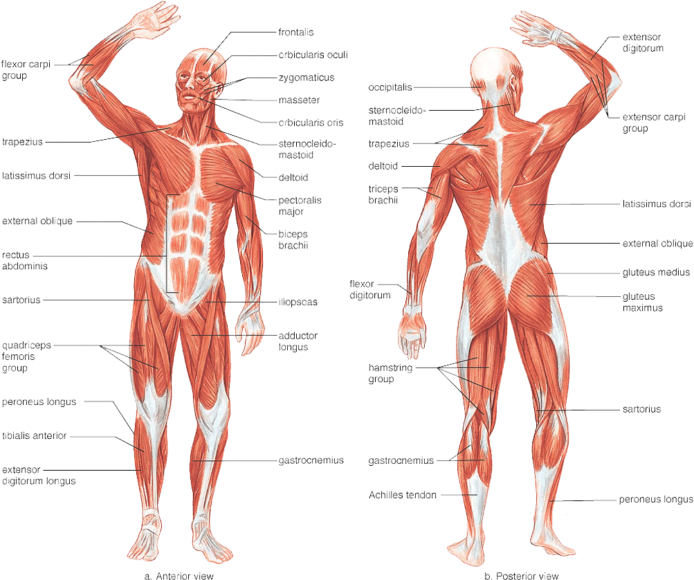 Responsible For The Movement Of The Human Body As It - Labeled Front Muscular System Clipart (1024x845), Png Download