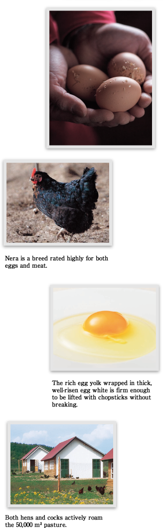 Nera Is A Breed Rated Highly For Both Eggs And Meat - Egg Clipart (327x1059), Png Download