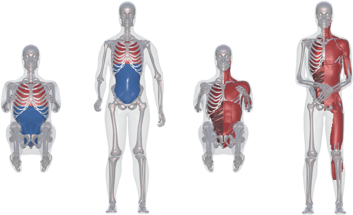 Stature - Anatomy Human Body For Model Clipart (780x447), Png Download