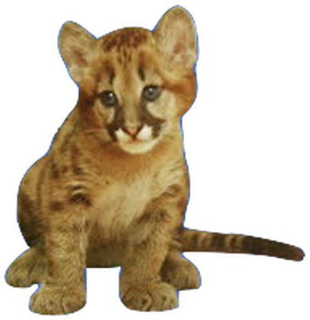 About Nohomedanimals Picture - Baby Lion Hd Png Clipart (941x526), Png Download