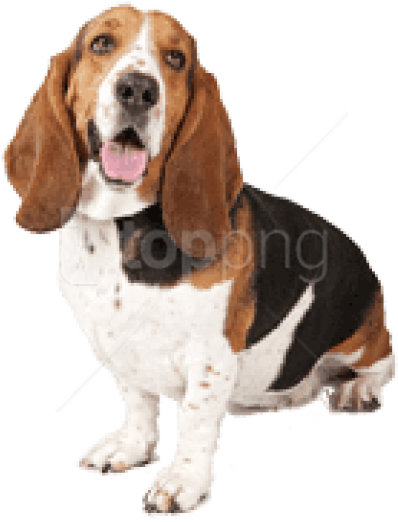Free Png Download Basset Dog Looking Up Right Png Images - Basset Hound And English Bulldog Clipart (850x647), Png Download