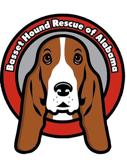 Basset Hound Png Clipart (502x655), Png Download