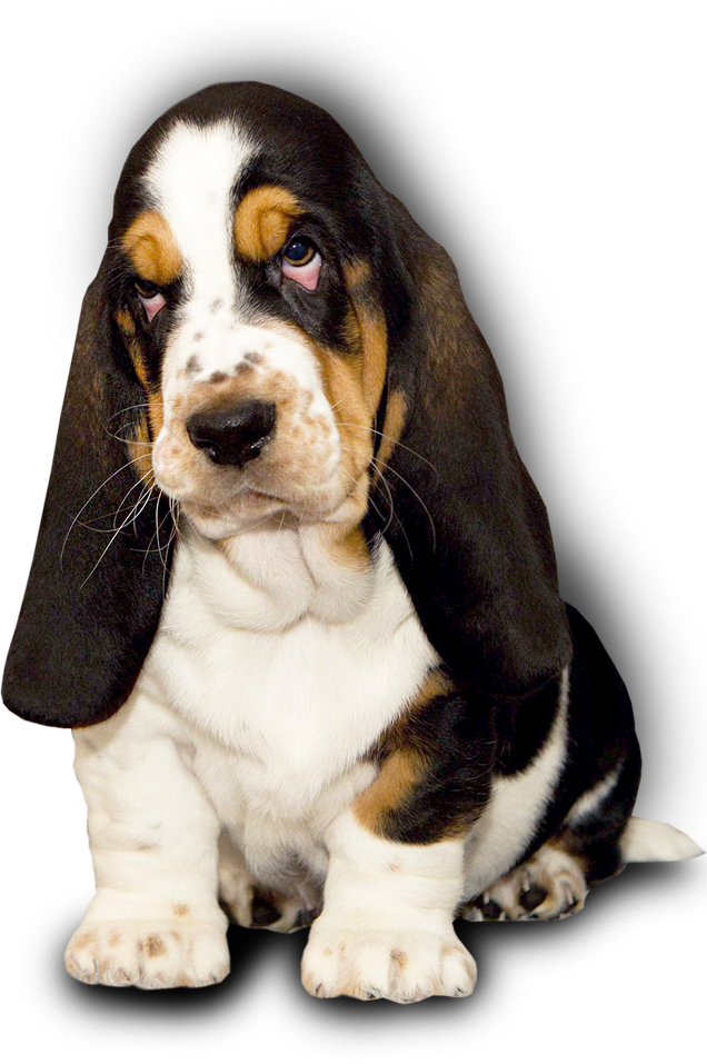 Basset Hound Kennel Dina's Way English Facebook - Basset Hound Clipart (636x957), Png Download