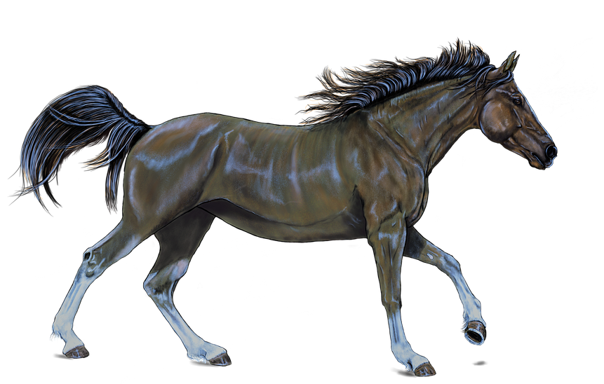 Horse, Brown, Digital Artwork, Painting - Horse Racing Silhouette Transparent Clipart (960x572), Png Download