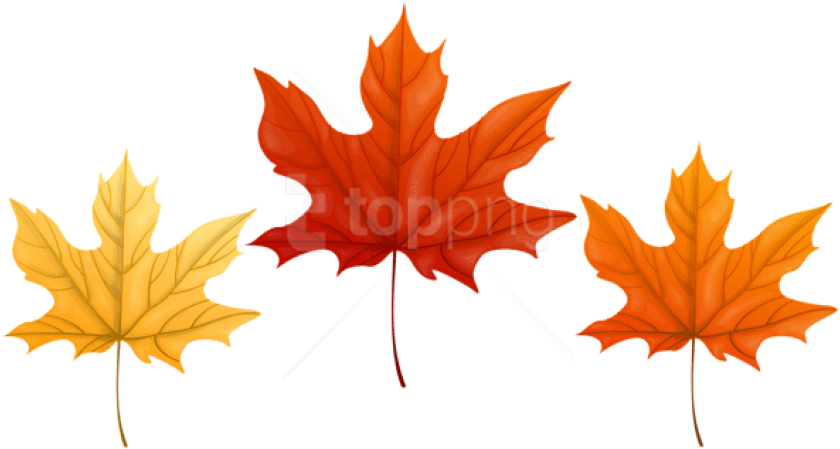 Download Autumn Leaves Transparent Clipart Png Photo - Maple Leaf (850x452), Png Download