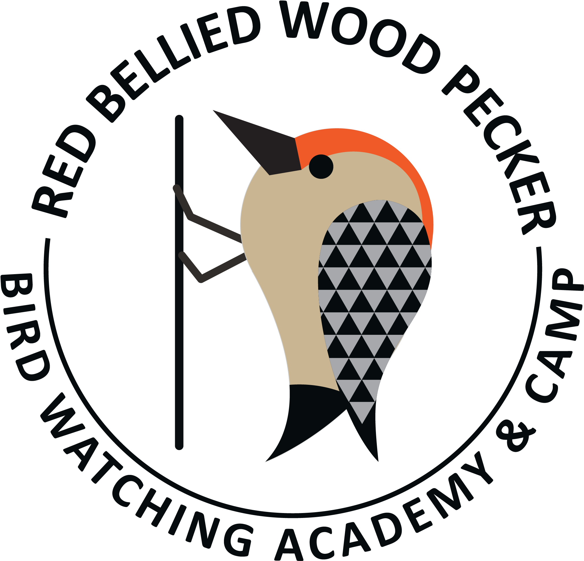 Red-bellied Woodpecker - Illustration Clipart (2556x2591), Png Download