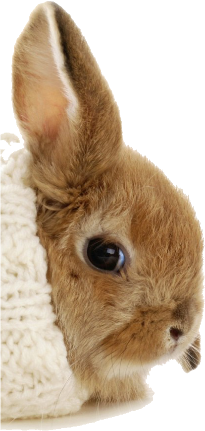 A - Cold Bunny Clipart (507x900), Png Download
