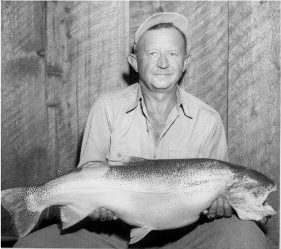 18 Pound Rainbow Trout - Trout Clipart (1303x500), Png Download