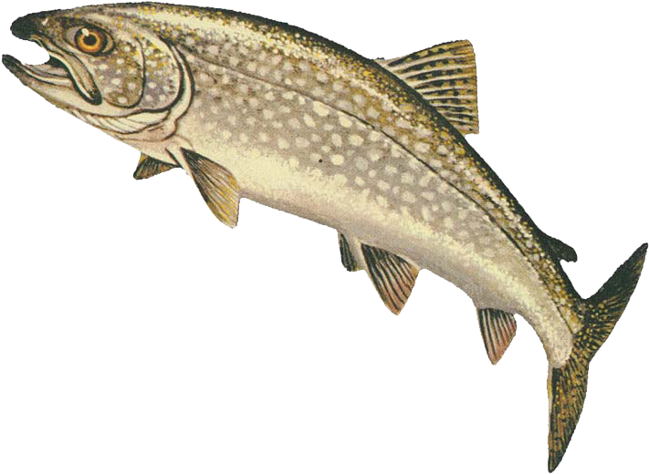 Lake Trout - Png Trout - Lake Trout Clipart (800x563), Png Download