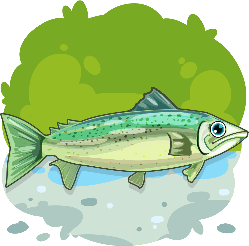 Rainbow Trout - Trout Clipart (1024x1024), Png Download