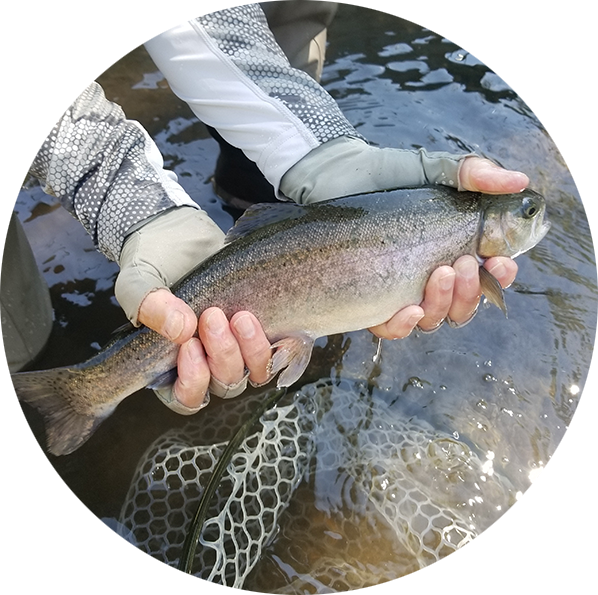 Rainbow Trout - Trout Clipart (598x595), Png Download