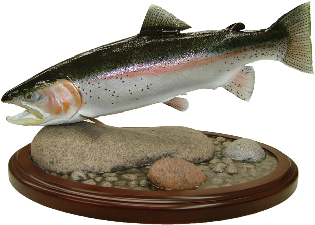 Rainbow Trout Mount - Coastal Cutthroat Trout Clipart (650x477), Png Download