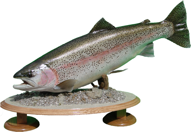 Rainbow Trout Mount - Coastal Cutthroat Trout Clipart (650x488), Png Download