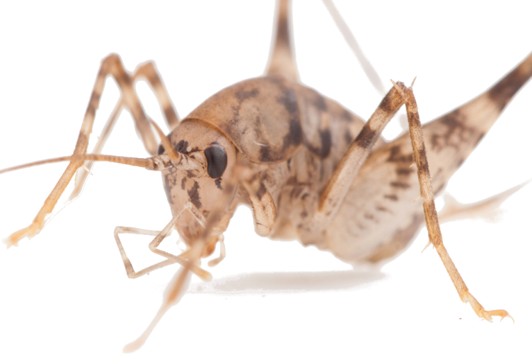 Cavecrickettiny - Mosquito Clipart (766x515), Png Download