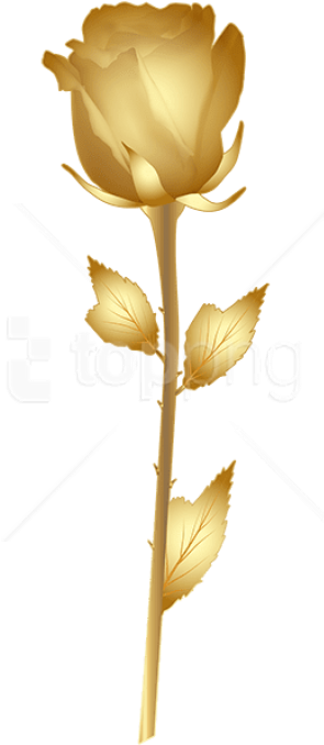 Download Beautiful Gold Rose Png Images Background - Floribunda Clipart (481x681), Png Download