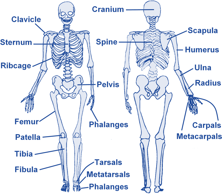 Skeleton - Level 2 Fitness Instructor Revision Clipart (940x791), Png Download