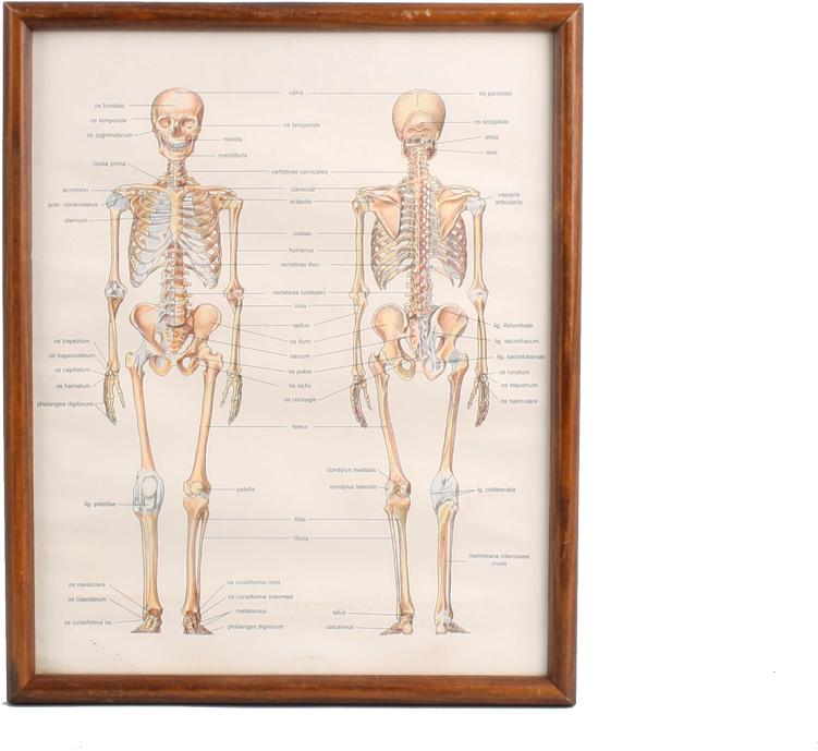 Skeleton School Picture - Kosti Clipart (1000x731), Png Download