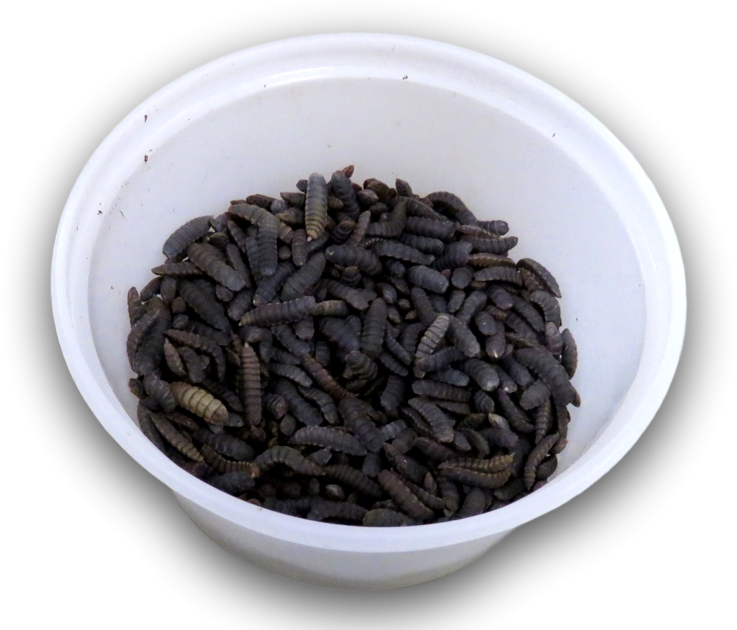Large Pre-pupae Black Solider Fly Larvae Clipart (1054x900), Png Download
