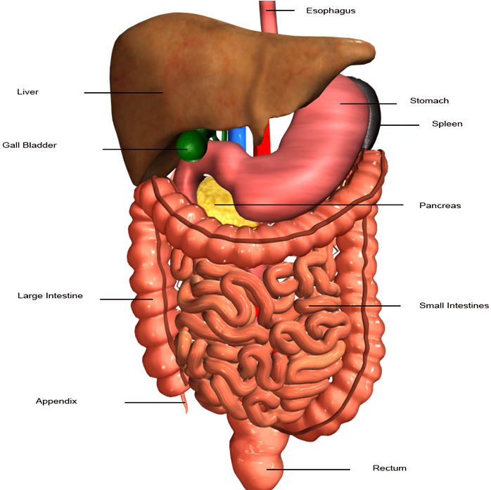 Hbs 3.2 2 Digestive System Clipart (728x698), Png Download