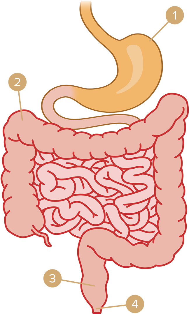 Stool Is Pushed Out Through The Intestine By An Involuntary - Intestin Png Clipart (691x1126), Png Download