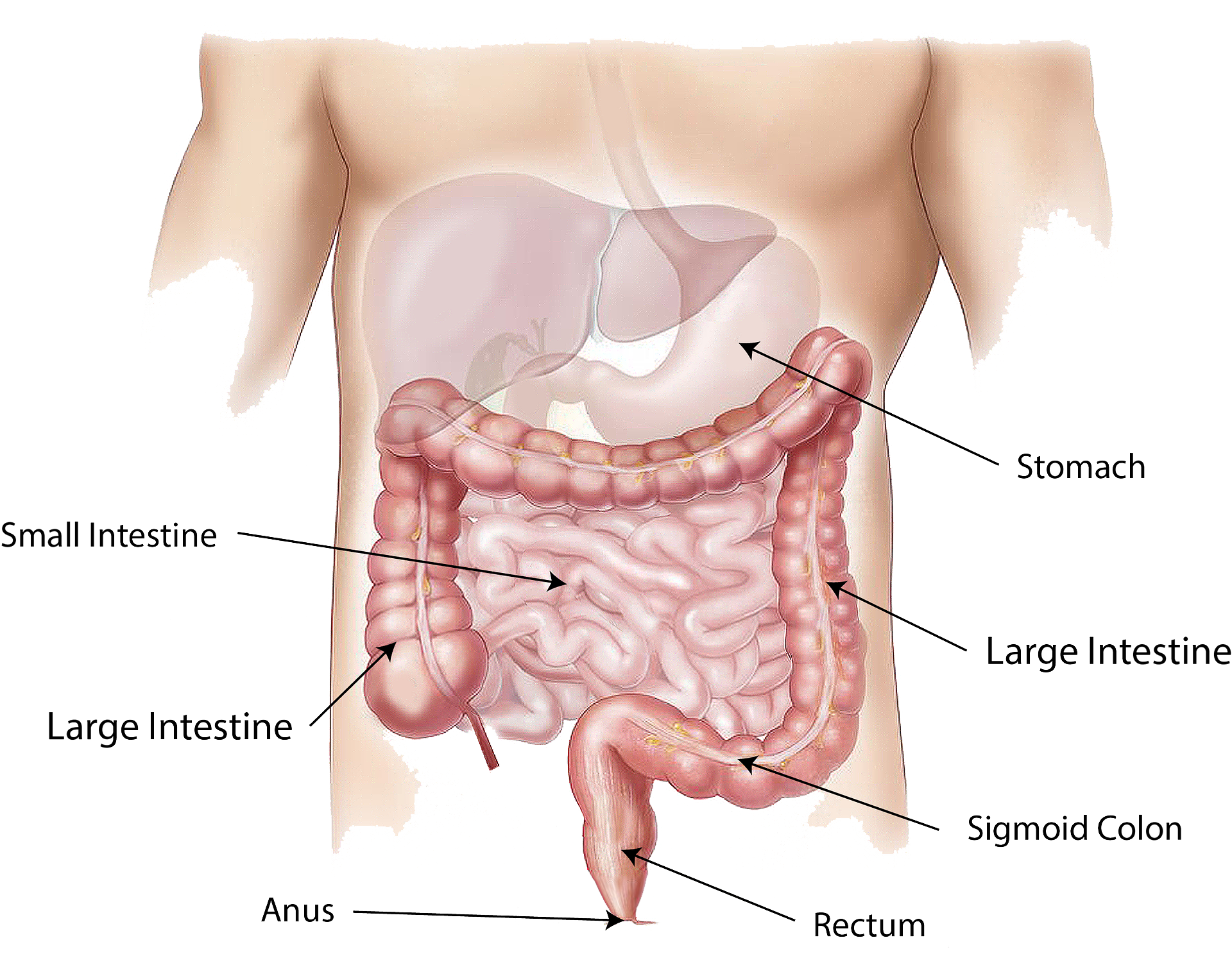 Abdomen - Colon Cancer Clipart (1920x1490), Png Download