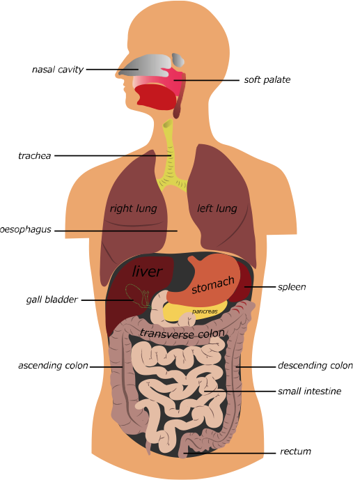 The Gastrointestinal Tract And Accessory Organs - Our Digestive System Clipart (507x689), Png Download