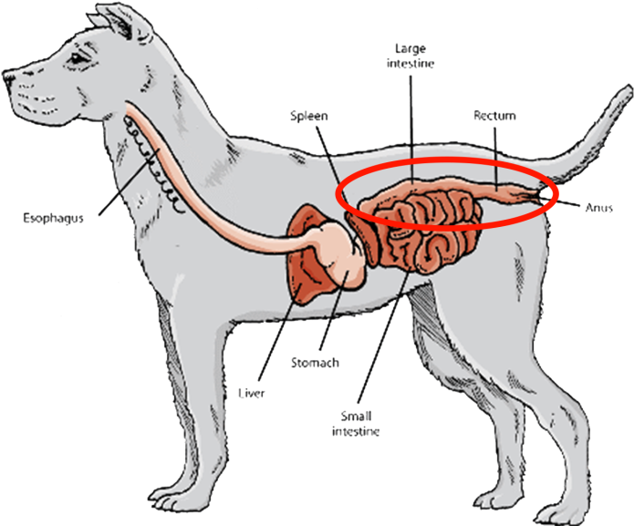 Short Digestive Tracts And Gastrointestinal Systems, - Dog Digestive System Png Clipart (1024x576), Png Download