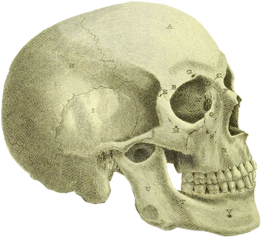 Dad Had Spent All Summer Working In His Basement - Skull Clipart (902x820), Png Download
