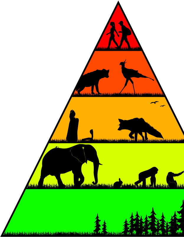 Food Chains In The Wild For Worldbuilding Magazine - Food Chain Pyramid Art Clipart (896x912), Png Download