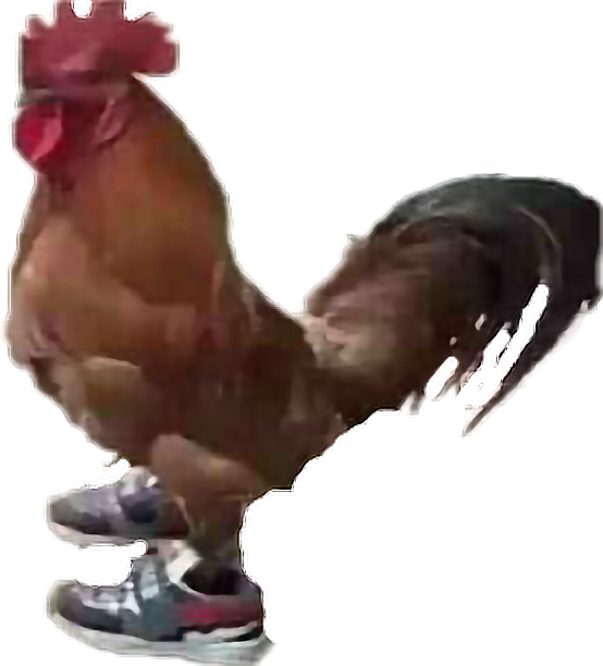 #jaja Un Gallo Con Tenis - Gallo Con Tenis Png Clipart (554x612), Png Download