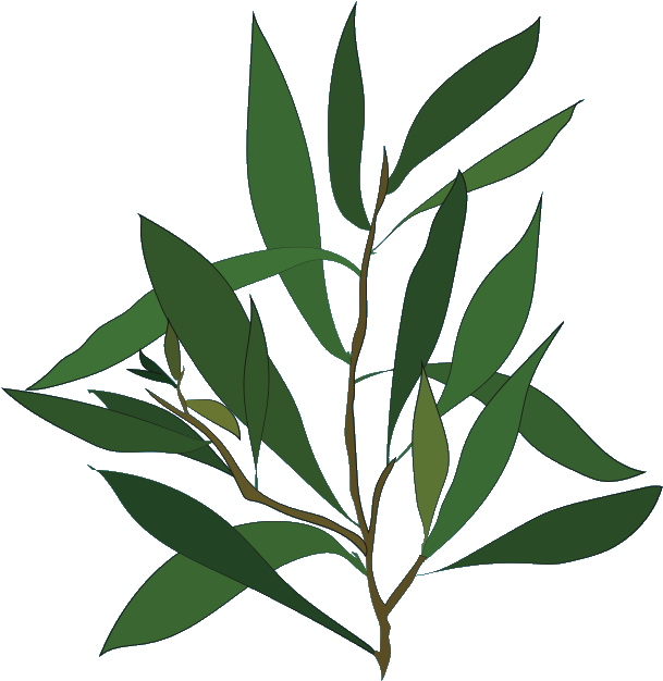 Teatree , Png Download - Tea Tree Oil Png Clipart (609x626), Png Download