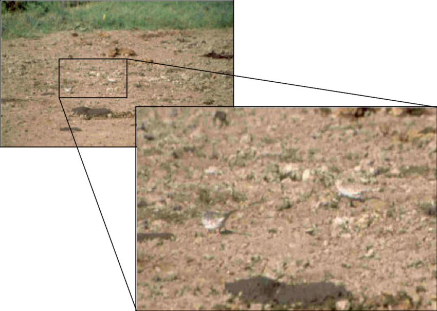 Pareja De Tortolita Escamada En Un Potrero Cerca A - Grass Clipart (850x605), Png Download