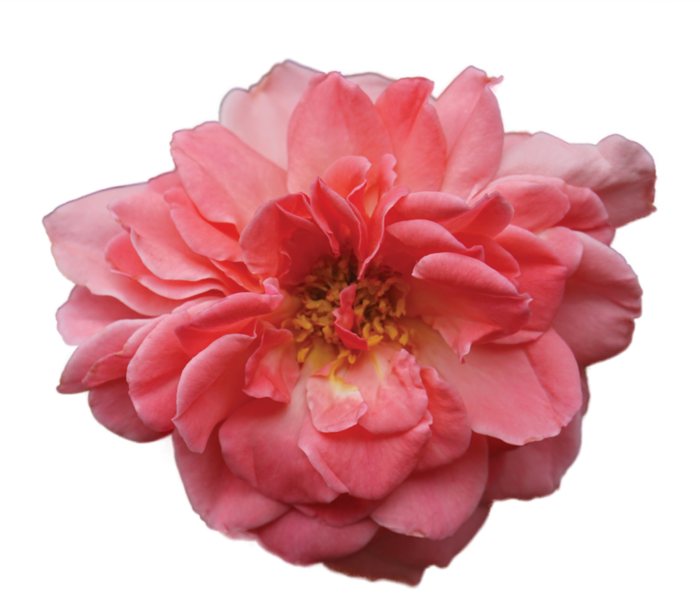 Live Rose - Artificial Flower Clipart (1000x1000), Png Download