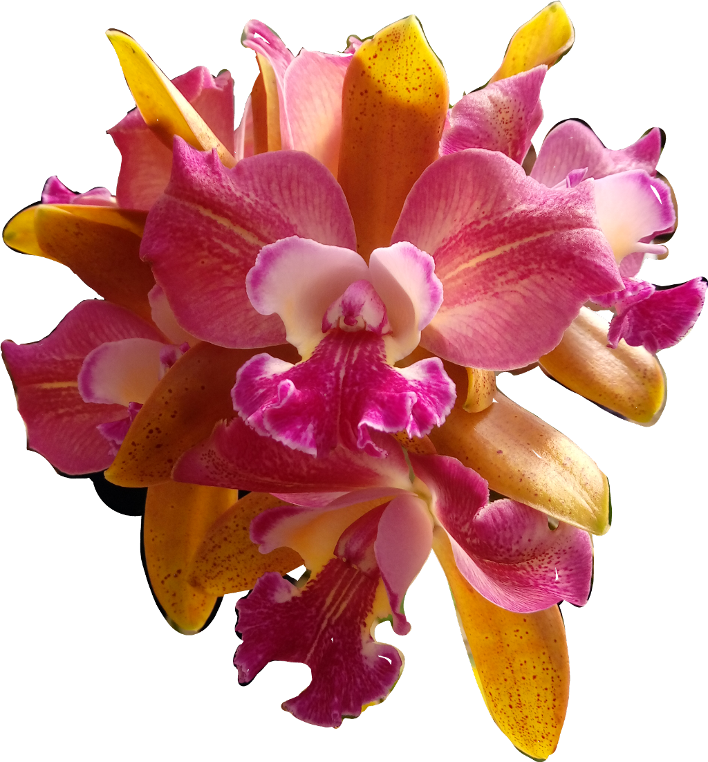 #flores #flowers #orquídeas #orquid #catarinazs - Christmas Orchid Clipart (1024x1102), Png Download
