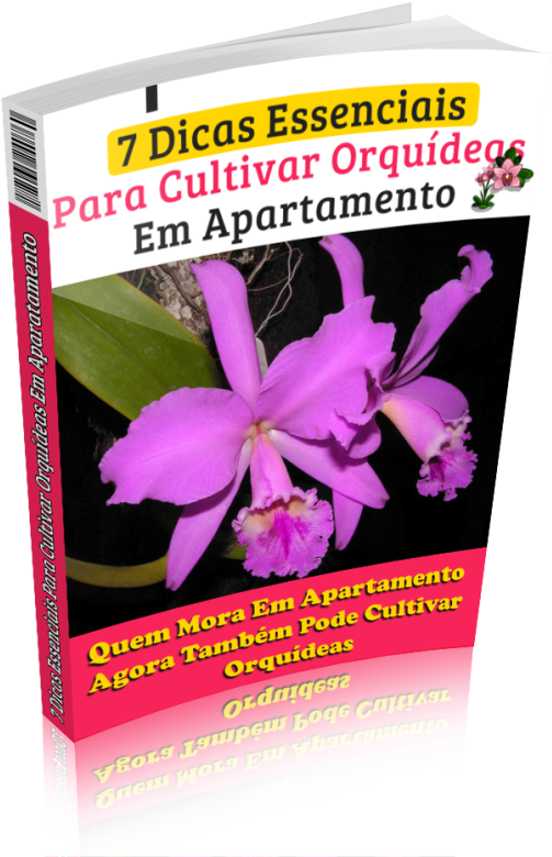 Descoberto Os Segredos Das Orquídeas Agora Você Também - Cattleya Labiata Clipart (616x800), Png Download